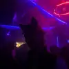 SAVETHEDISCO artist profile