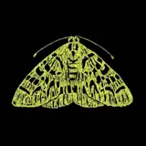 The Moth artist profile