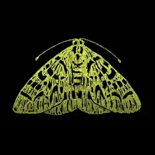 The Moth The Moth
