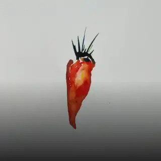 Melbo & Falke (house)