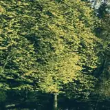 Künstlerprofil von Nature Künstlerprofil von Nature