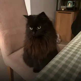 🔴 Noreen & Izak Jules