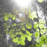 Profil artysty Oracy