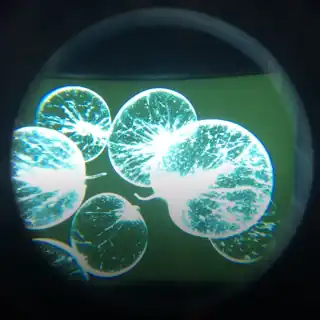 sacid sacid