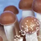 YouTube dla Polygonia, Popp YouTube dla Polygonia, Popp